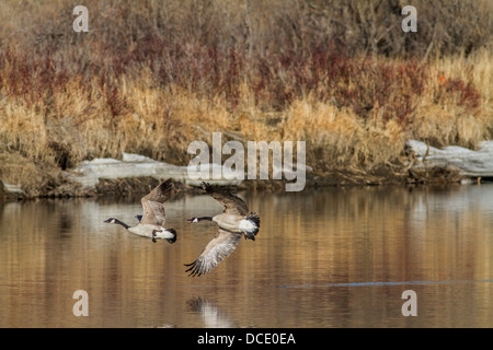 Kanadagans (Branta Canadensis) aggressiv, während des Fluges, territoriale Verhalten zeigen. Johnsons Insel, Alberta, Kanada Stockfoto