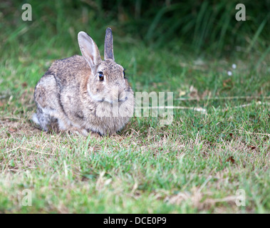 Kaninchen Stockfoto