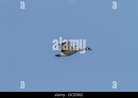 Kanadagans (Branta Canadensis) Lone, bunte Gans, gefangen im Flug gegen blauen Himmel. Johnsons Insel, Alberta, Kanada Stockfoto