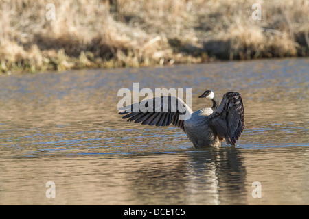 Kanadagans (Branta Canadensis) Preening und Reinigung, mit Flügeln, aufrecht im Wasser. Johnsons Insel, Alberta, Kanada Stockfoto