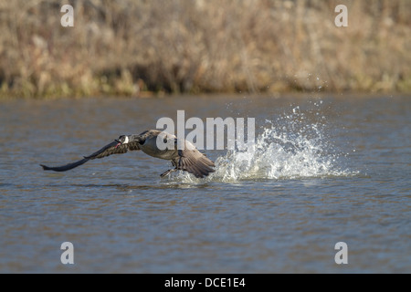 Kanadagans (Branta Canadensis) aggressiv aufladen und territoriale Verhalten zeigen. Johnsons Insel, Alberta, Kanada Stockfoto