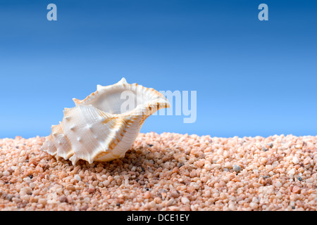 Tropische Muschel auf groben Sand oder Kiesel Strand, blauer Himmel im Hintergrund, zusammengesetztes Bild Stockfoto