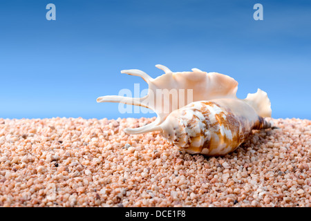 Tropische Muschel auf groben Sand oder Kiesel Strand, blauer Himmel im Hintergrund, zusammengesetztes Bild Stockfoto