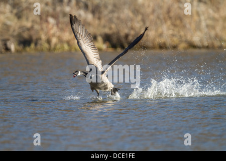 Kanadagans (Branta Canadensis) aggressiv aufladen und territoriale Verhalten zeigen. Johnsons Insel, Alberta, Kanada Stockfoto