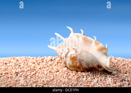 Tropische Muschel auf groben Sand oder Kiesel Strand, blauer Himmel im Hintergrund, zusammengesetztes Bild Stockfoto