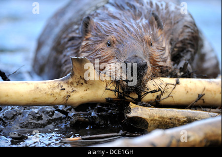 Eine Front Nahaufnahme Gesicht von einer Erwachsenen Biber "Castor Canadenis" tragen einen geschälten Stock auf seinem Beaver dam Stockfoto