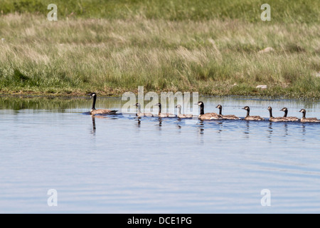 Kanadagans (Branta Canadensis) Eltern und Jugendliche Schwimmen im blauen Wasser, gegen grünen Rasen. Seine Slough, Alberta, Kanada Stockfoto