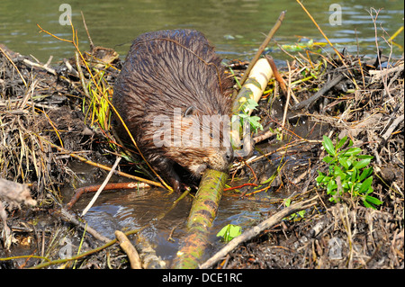 Ein ausgewachsener Biber 'Castor canadensis', der einen abgeschnittenen Baum bewegt Stockfoto