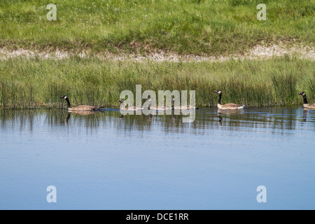 Kanadagans (Branta Canadensis) Eltern und Jugendliche Schwimmen im blauen Wasser, gegen grünen Rasen.  Seine Slough, Alberta, Kanada Stockfoto