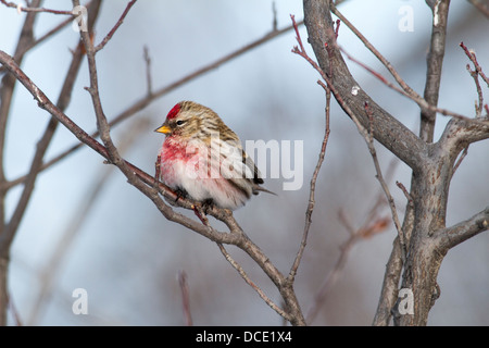 Gemeinsame Redpoll (Zuchtjahr Flammea) hübsche und bunte, sitzt auf einem Ast. Wyndham-Carseland Provincial Park, AB, Kanada Stockfoto