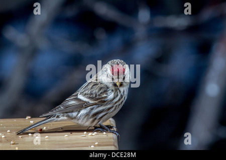 Gemeinsame Redpoll (Zuchtjahr Flammea) bunt und hübsch Redpoll gelegen am Rand von einem Feeder. Johnsons Insel, Alberta, Kanada Stockfoto