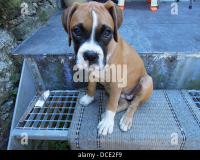 eine süße weibliche Boxer-Welpe auf der Treppe sitzen und betrachten Sie mit unschuldigen großen Augen Stockfoto