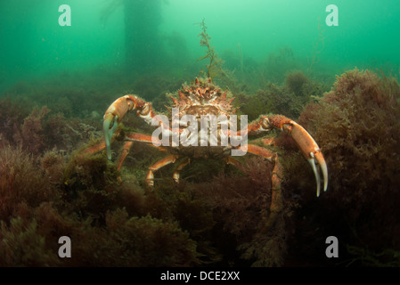 Stachelige Seespinnen, Maja Squinado, SWANAGE PIER, DORSET Stockfoto