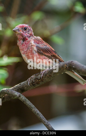 Lila Finch (Haemorhous Purpureus) bunt und ziemlich lila Finch auf Ast sitzend. Die Atton Lake, Saskatchewan, Kanada Stockfoto