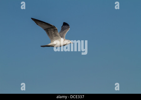 Ring-billed Möwe (Larus Delawarensis) gefangen im Flug wie es fliegt über Unkraut See, auf der Suche nach Nahrung. Unkraut-Lake, Alberta, Kanada Stockfoto