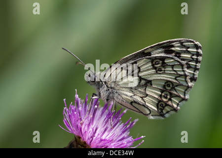 Marmorierte weißer Schmetterling (Melanargia Galathea) Fütterung auf Flockenblume Stockfoto