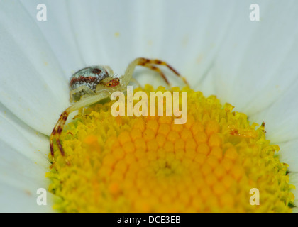 Eine Makro Nahaufnahme von einer Krabbenspinne thront auf einer Blume. Stockfoto