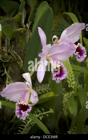 USA, Florida, Sarasota. Drei Rosa und lila Orchidee blüht in Selby Gardens. Stockfoto