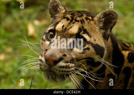 Porträt eines männlichen Leoparden getrübt Stockfoto