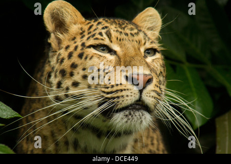 Norden chinesischer Leopard mit Blick vom Unterholz Stockfoto