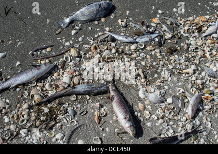 USA, Florida, Sarasota. Tote Fische Aale und Muscheln angespült am Turtle Beach. Von Red Tide getötet. Stockfoto