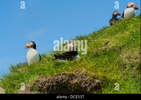 Papageitaucher - Fratercula Artica - in Mykines auf den Färöer Inseln Stockfoto