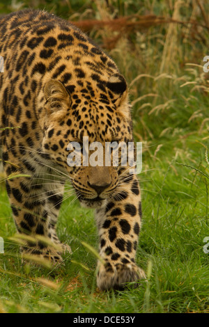 Ein Spaziergang durch Vegetation Leopard Stockfoto