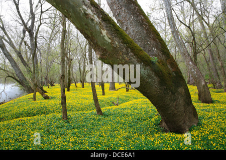 Blumen für den Waldboden neben Little Miami River im zeitigen Frühjahr, südwestlichen Ohio, USA Stockfoto