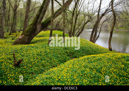 Blumen für den Waldboden neben Little Miami River im zeitigen Frühjahr, südwestlichen Ohio, USA Stockfoto