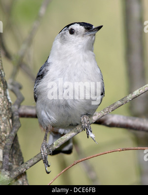 Eine lustige Vögelchen, The White Breasted Kleiber, thront und beobachten, Sitta carolinensis Stockfoto