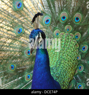 Nahaufnahme von einem Pfau Kopf zeigt die Federn im Hintergrund Stockfoto