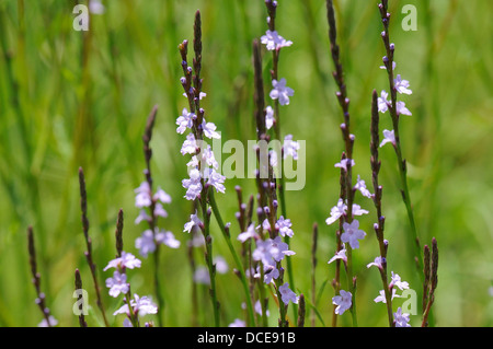 Texas-vervain Stockfoto