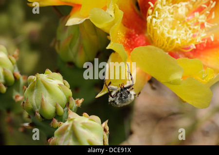 Prickly Pear Cactus Stockfoto