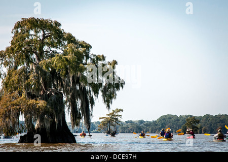 USA, Louisiana, Atchafalaya Basin, Lake Fausse Point State Park. Kajakfahrer Polsterung unter Sumpfzypresse im Wasser stehen. Stockfoto