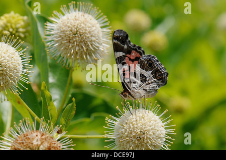 Amerikanische Dame an gemeinsamen buttonbush Stockfoto