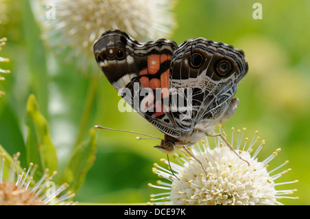 Amerikanische Dame an gemeinsamen buttonbush Stockfoto