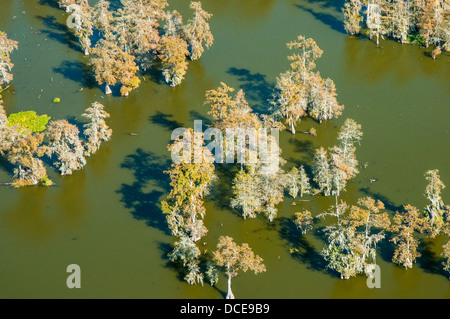 USA, Louisiana, Luftbild des Atchafalaya Basin Bereich, Parish St Martin, Sumpfzypresse im Wasser entlang der Ufer des Lake Martin. Stockfoto