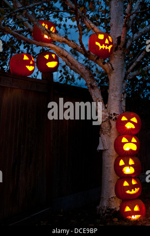 Halloween-Kürbisse, die Flucht vor eine Birke Klettern und springen über Zaun Stockfoto