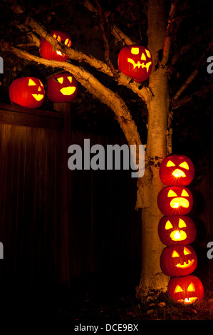 Halloween-Kürbisse, die Flucht vor eine Birke Klettern und springen über Zaun Stockfoto