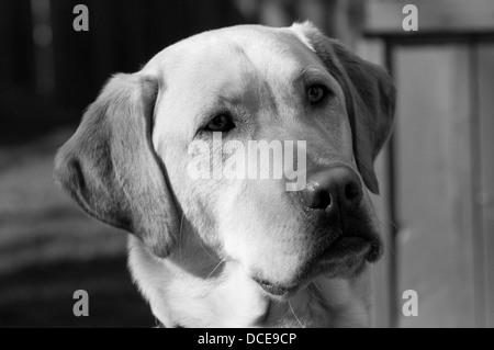 Ein goldener Labrador namens Monty Stockfoto