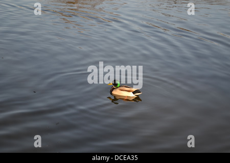 Ein einsamer Stockente schwimmt in einem See in Middlesbrough Stockfoto