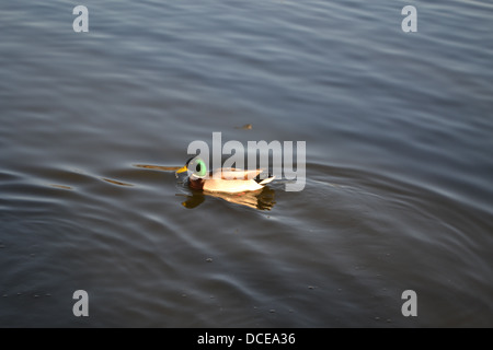 Eine einzelne einsame wilde Stockente schwimmt in einem See, mit einem Tropfen Wasser tropft aus seinem Schnabel in Middlesbrough UK Stockfoto