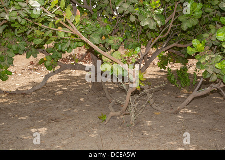 Beispiel von einem weniger Well-tended Cashew Tree Farm, mit weniger Beschneiden der unteren Extremitäten, weniger Reinigung der unter Pinsel.  Senegal. Stockfoto