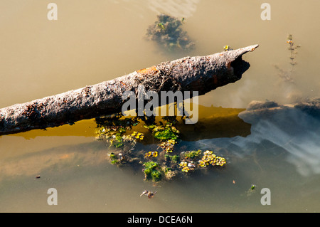 USA, Louisiana, Atchafalaya Basin, aufgegeben und verrostet Gasleitung verschmutzen Gewässer am "Shell Beach". Stockfoto