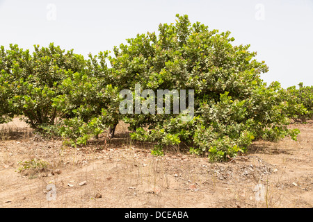 Beispiel von einem weniger Well-tended Cashew Tree Farm, mit weniger Beschneiden der unteren Extremitäten, weniger Reinigung der unter Pinsel. Stockfoto