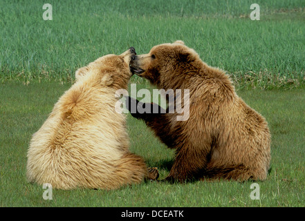 Braunbär jährigen Jungen spielen in Segge Wiese in Hallo Bay, Katmai Nationalpark, Alaska Stockfoto