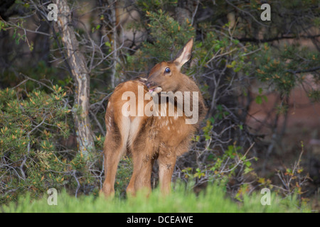 Yellowstone-Elch Stockfoto