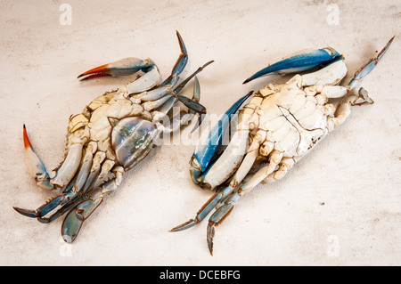 USA, Louisiana, Atchafalaya Basin, Houma Terrabonne Pfarrei), L & A Meeresfrüchte, weibliche und männliche blaue Krabbe. Stockfoto