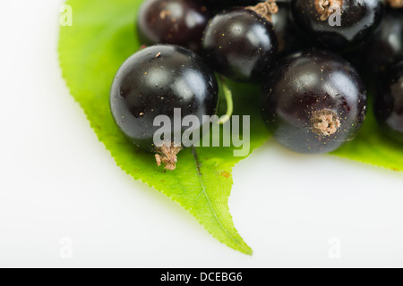schwarze Johannisbeere auf grünen Blättern auf einem weißen Hintergrund. Stockfoto