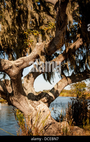 USA, Louisiana, Atchafalaya Basin, Theriot, Terrabonne Parish, Phaseneiche mit Großvaters Bart (aka Spanisch Moos). Stockfoto